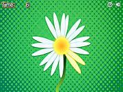 Play Daisy petals Game