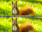 Play Squirrel difference Game