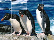 Penguins Slide - Thinking - Y8.com