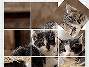 Rotate Puzzle: Cats and Dogs