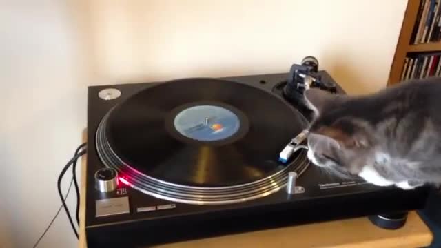 DJ Cat - Animals - Videotime.com