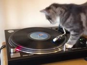 DJ Cat