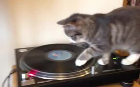 DJ Cat - Animals - VIDEOTIME.COM