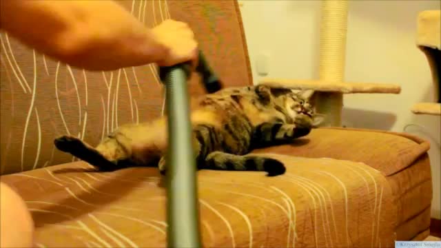 Cat Loves Being Vacuumed - Animals - Videotime.com