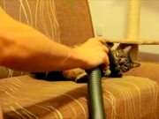 Cat Loves Being Vacuumed