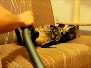 Cat Loves Being Vacuumed