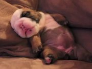 English Bulldog Puppy Dreaming