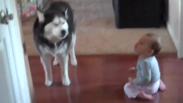 Dog Imitates Baby - Animals - Videotime.com
