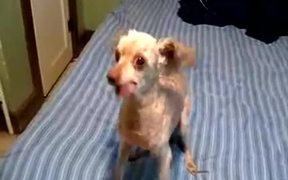 Dogstep - Fun - VIDEOTIME.COM