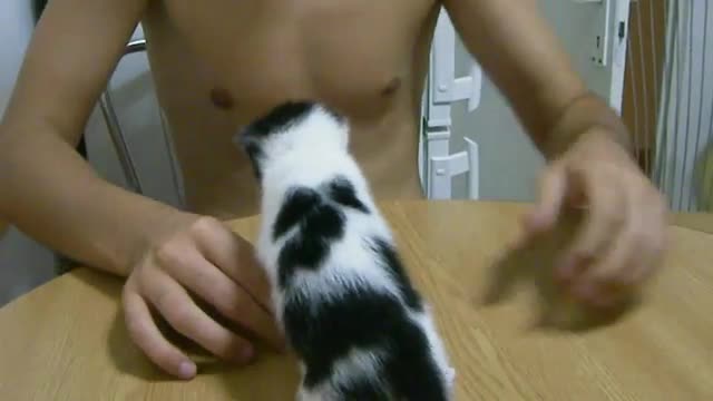 This Kitten Loves Milk - Animals - Videotime.com