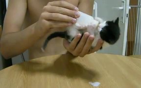 This Kitten Loves Milk - Animals - VIDEOTIME.COM