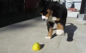 Super Cute Puppy Vs Lemon - Animals - VIDEOTIME.COM