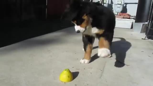 Super Cute Puppy Vs Lemon