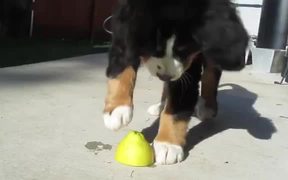 Super Cute Puppy Vs Lemon - Animals - VIDEOTIME.COM