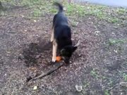 Dog Really Wants The Root