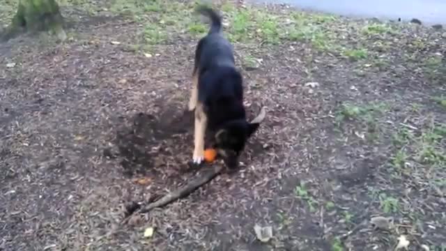 Dog Really Wants The Root - Animals - Videotime.com