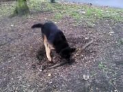 Dog Really Wants The Root