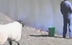 Sheep Vs Fisherman - Fun - VIDEOTIME.COM