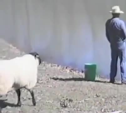 Sheep Vs Fisherman