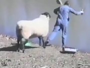 Sheep Vs Fisherman