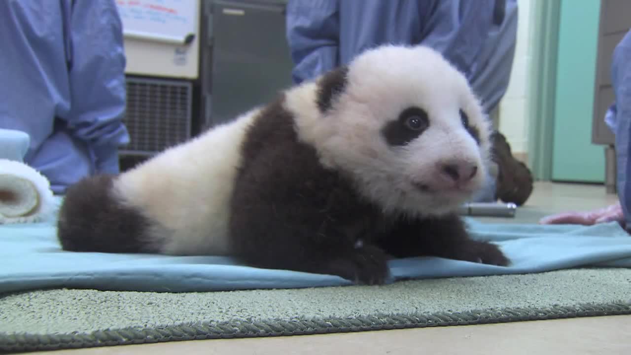 Cute Panda Taking First Steps - Animals - Videotime.com