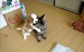 Patient Cat Is Patient - Animals - VIDEOTIME.COM