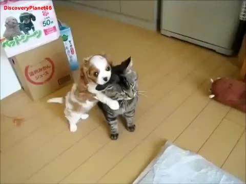Patient Cat Is Patient - Animals - Videotime.com