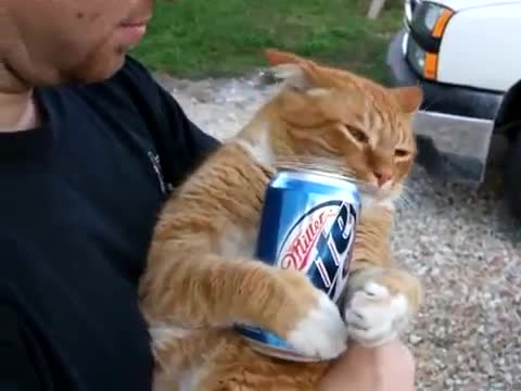 This Cat Loves Beer - Animals - Videotime.com