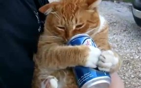 This Cat Loves Beer - Animals - VIDEOTIME.COM
