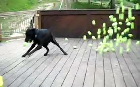 Dogs Dream Come True - Animals - VIDEOTIME.COM