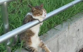 Worlds Most Relaxed Cat - Animals - VIDEOTIME.COM