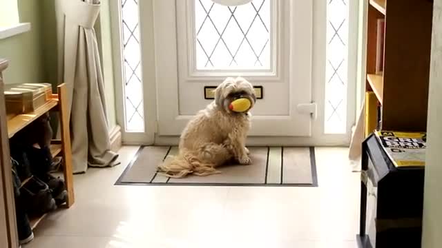 Dog Loves Mail Time - Animals - Videotime.com