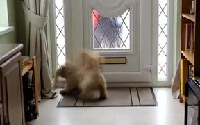 Dog Loves Mail Time - Animals - VIDEOTIME.COM