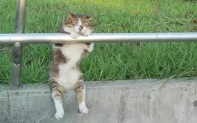 Worlds Most Relaxed Cat - Animals - VIDEOTIME.COM