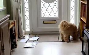 Dog Loves Mail Time - Animals - VIDEOTIME.COM