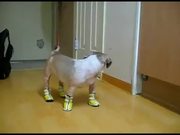 Dogs In Boots