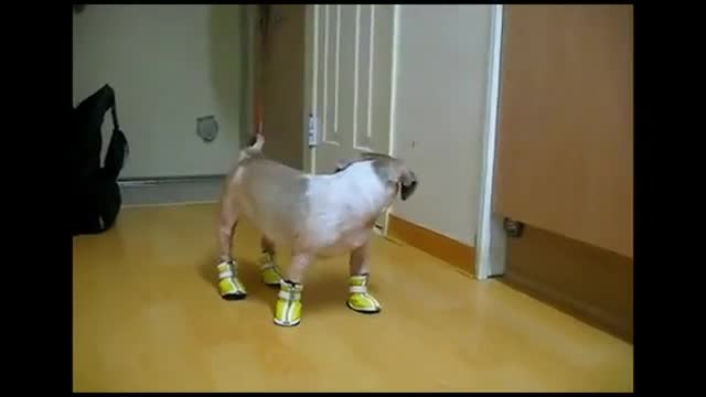 Dogs In Boots - Animals - Videotime.com
