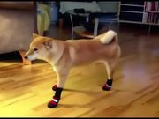 Dogs In Boots
