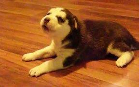 Puppy Learning To Howl - Animals - VIDEOTIME.COM
