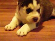 Puppy Learning To Howl