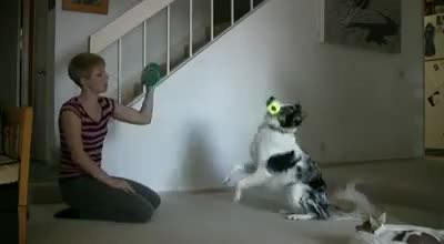 Dog Workout Buddy - Fun - Videotime.com