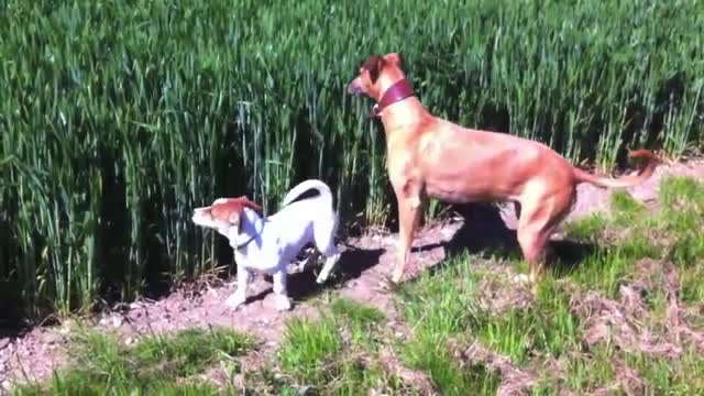 Happy Jumping Dog - Animals - Videotime.com