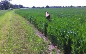 Happy Jumping Dog - Animals - VIDEOTIME.COM