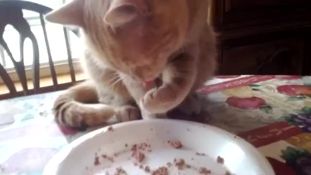 Weird Cat Eating Method - Animals - Videotime.com