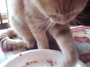 Weird Cat Eating Method