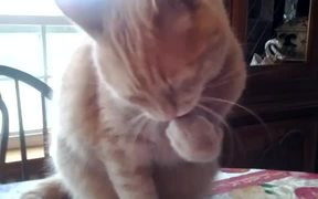 Weird Cat Eating Method - Animals - VIDEOTIME.COM