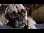 Dog Days Trailer