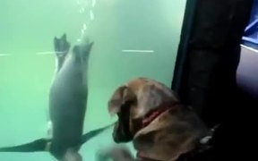 Dog Vs Penguin - Animals - VIDEOTIME.COM