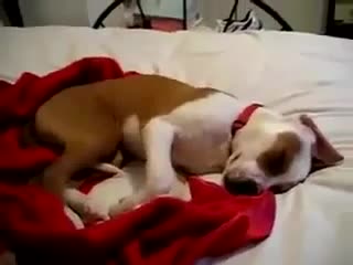 Giggling Dog Sleeping - Animals - Videotime.com