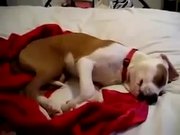 Giggling Dog Sleeping